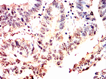 SUFU Antibody