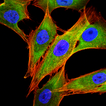 RAB5C Antibody
