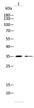 RAB5C Antibody