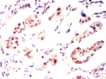 RNF20 Antibody