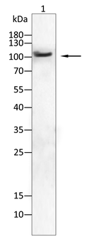 RNF20 Antibody
