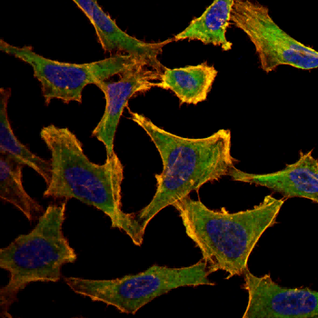 AVPR1A Antibody