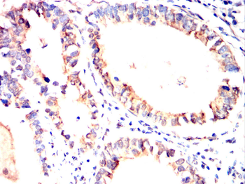 AVPR1A Antibody