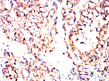 AVPR1A Antibody
