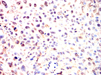 BHLHE41 Antibody