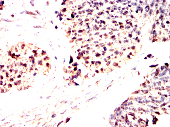 BHLHE41 Antibody