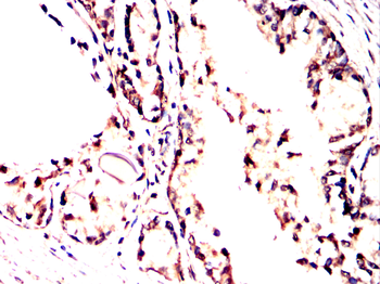 BHLHE41 Antibody