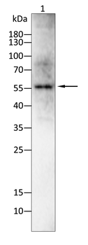 BHLHE41 Antibody