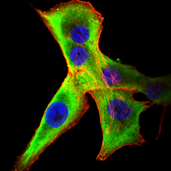 CREB3L4 Antibody