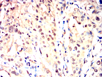 CREB3L4 Antibody