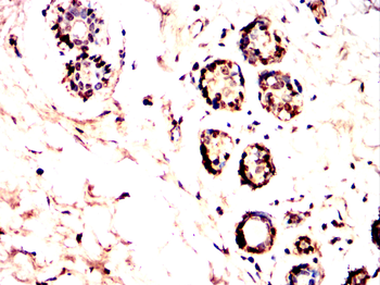 CREB3L4 Antibody