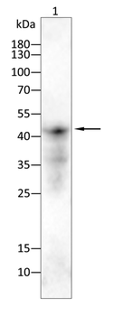 CREB3L4 Antibody