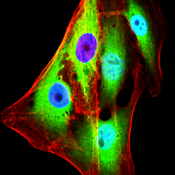 EEF1E1 Antibody