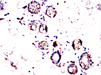 EEF1E1 Antibody
