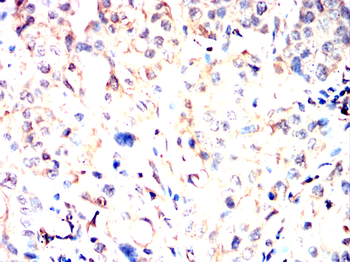 EEF1E1 Antibody