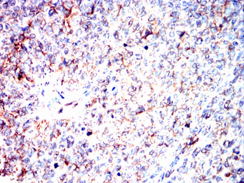 EEF1E1 Antibody