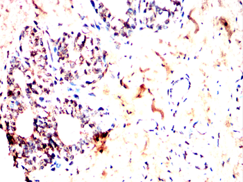 EEF1E1 Antibody