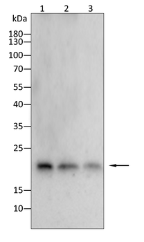 EEF1E1 Antibody