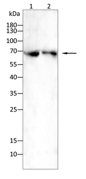 ACOX1 Antibody