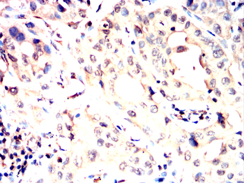 INA Antibody
