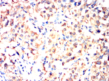 INA Antibody