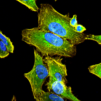 CYP26A1 Antibody