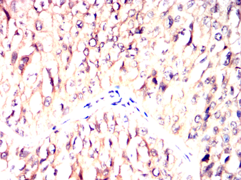 CYP26A1 Antibody