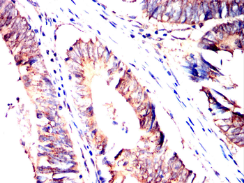 CYP26A1 Antibody
