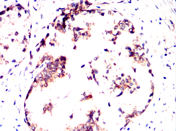 CYP26A1 Antibody