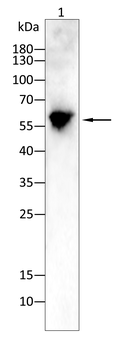 CYP26A1 Antibody