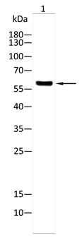 CYP26A1 Antibody