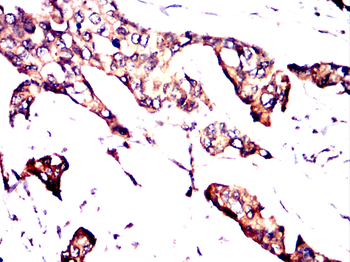 EI2BG Antibody