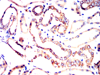 EI2BG Antibody