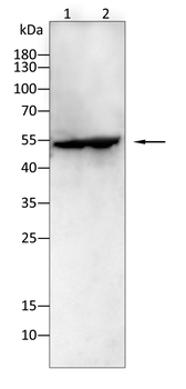 EI2BG Antibody