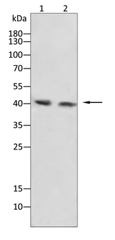MBD2 Antibody