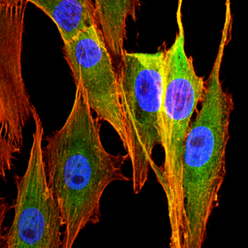 GLS2 Antibody