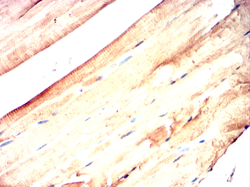 ATG4D Antibody