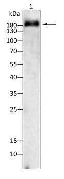 XRN1 Antibody
