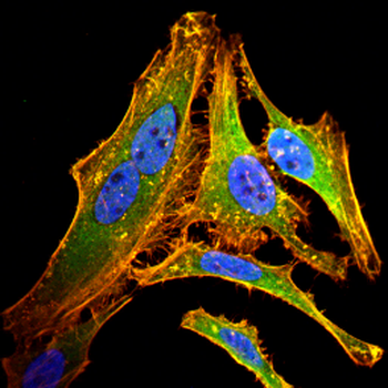 RRAS2 Antibody