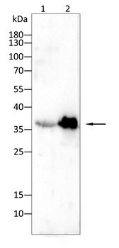 FASN Antibody