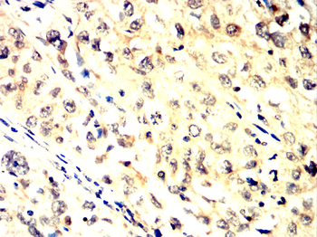 TRIM28 Antibody