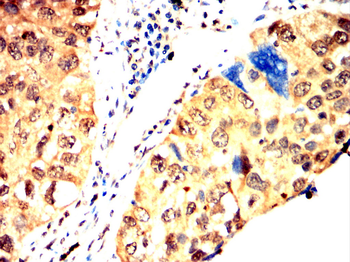 TRIM28 Antibody