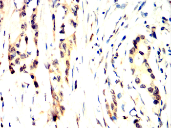 TRIM28 Antibody