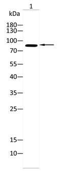 TRIM28 Antibody