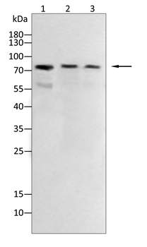 TRIM28 Antibody