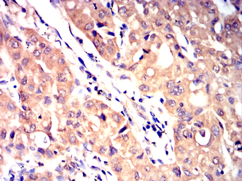 MAPK9 Antibody