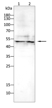 MAPK9 Antibody