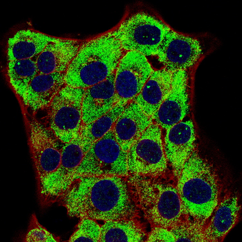 RXRA Antibody