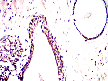 RXRA Antibody