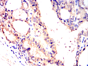 RXRA Antibody